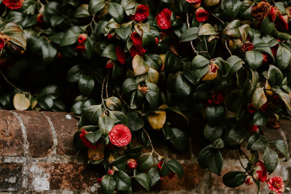 Why You Should Use Epsom Salt for Your Camellias