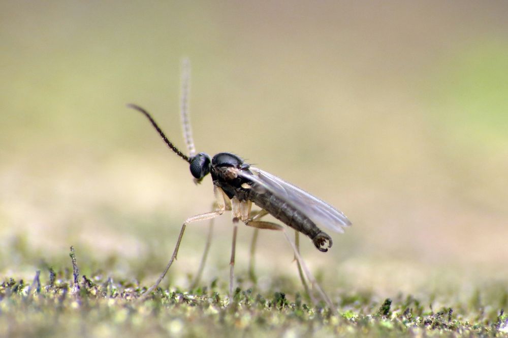 How to Use Hydrogen Peroxide to Get Rid of Houseplant Pests