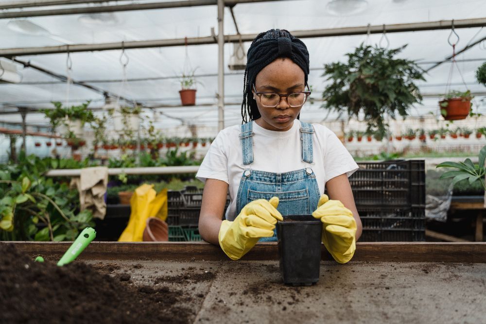 how-to-get-bugs-out-of-potting-soil