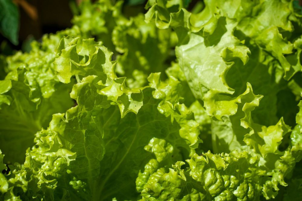 7 Tips for Growing Lettuce in Hanging Baskets