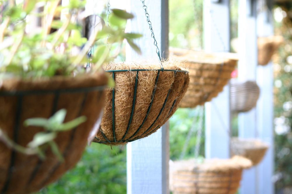 7 Tips for Growing Lettuce in Hanging Baskets