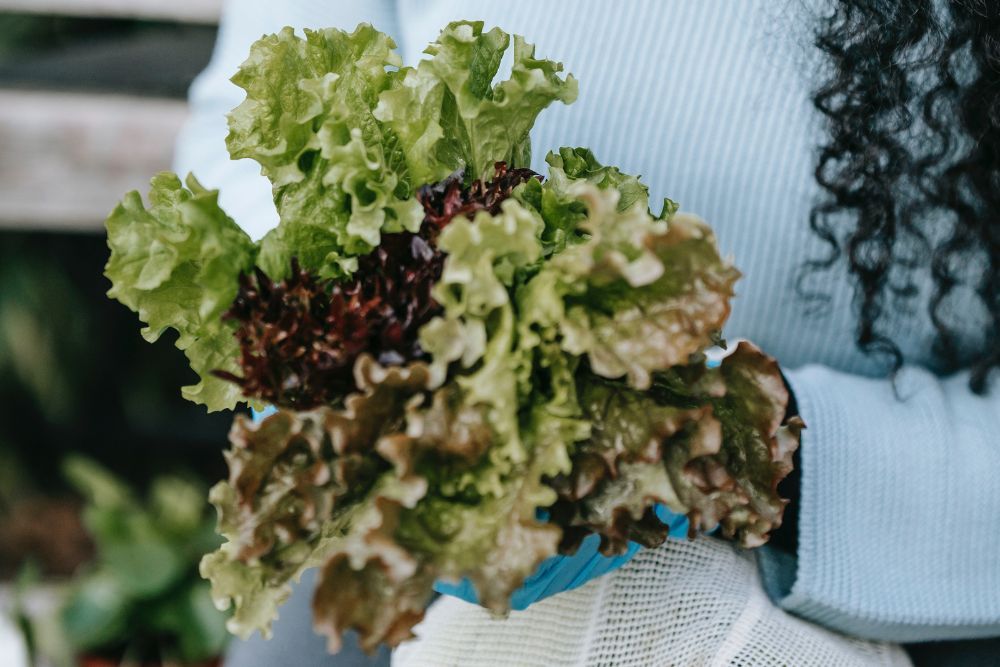 7 Tips for Growing Lettuce in Hanging Baskets