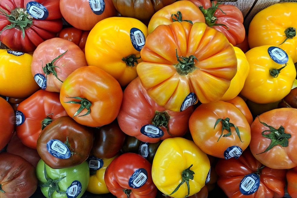 9 Tips For Growing Heirloom Tomatoes