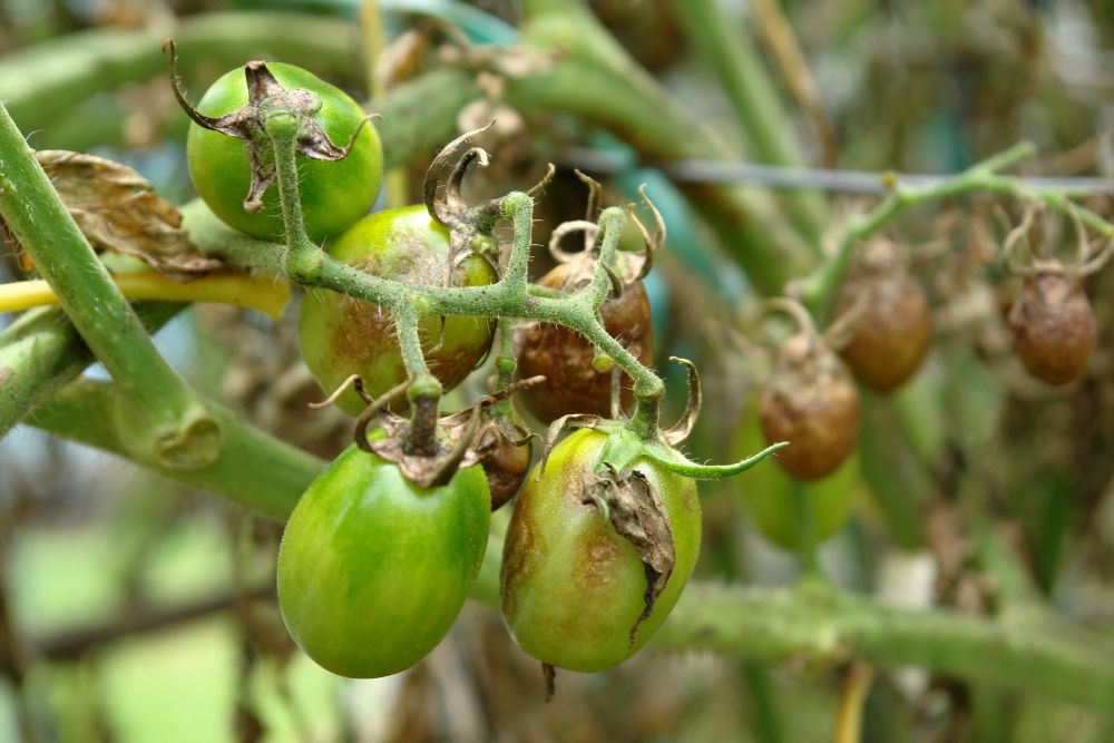 6 Common Tomato Plant Diseases & How to Fix Them