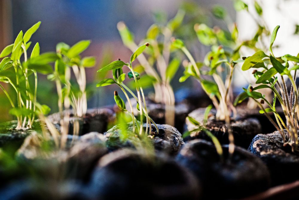 Why Your Seedlings Are Leggy & How to Fix It