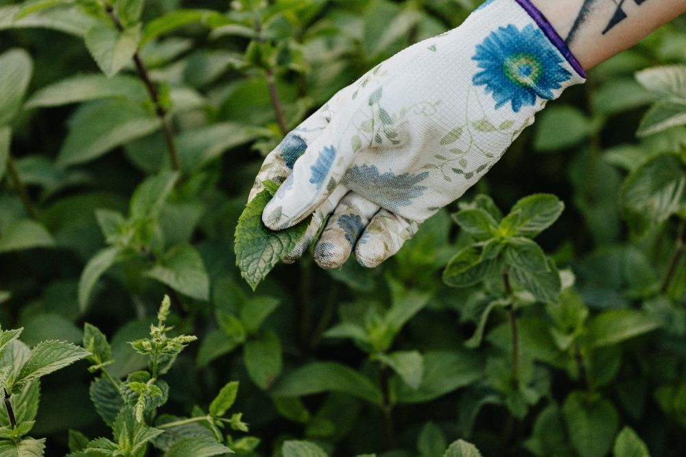 4 Plants That Will Keep Weeds Away