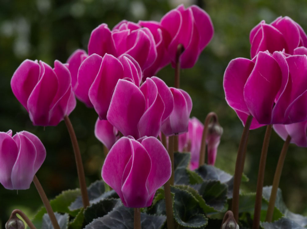 8 Poisonous Flowers to Watch for in Your Garden