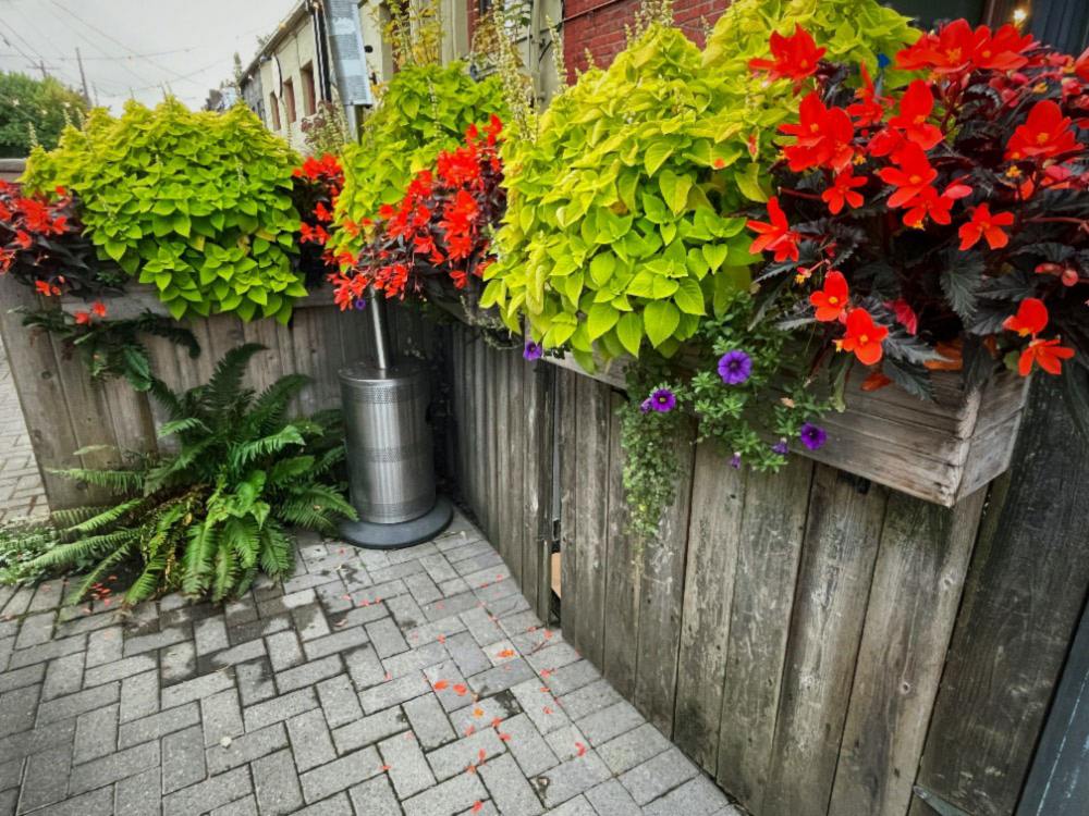 5 Best Patio Plants That Add Interest to Your Outdoor Space