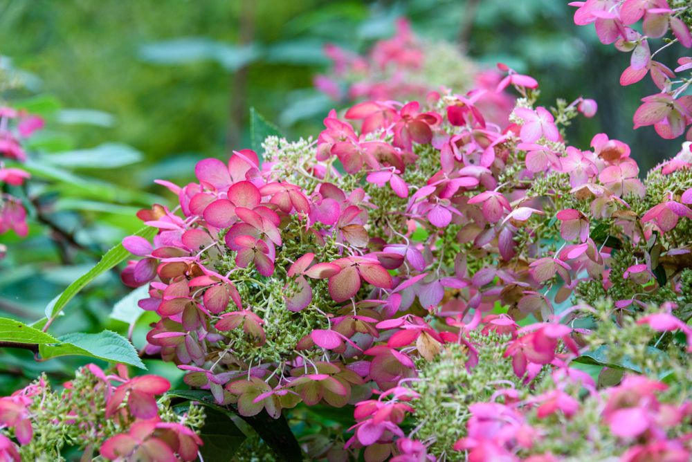 The Best Time to Prune Oakleaf Hydrangeas