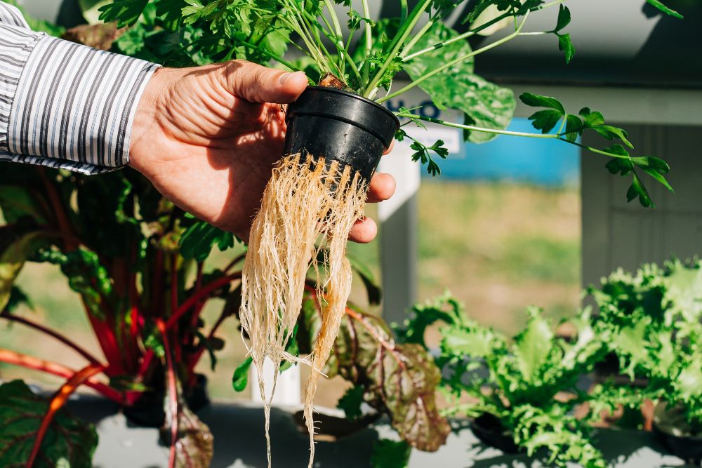 How to Use Hydrogen Peroxide for Root Rot