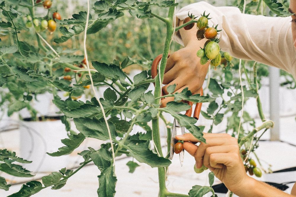 9 Tips For Growing Heirloom Tomatoes