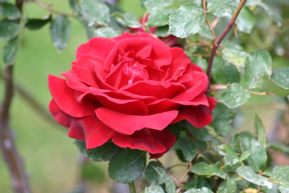 7 Best Climbing Roses For Your Garden