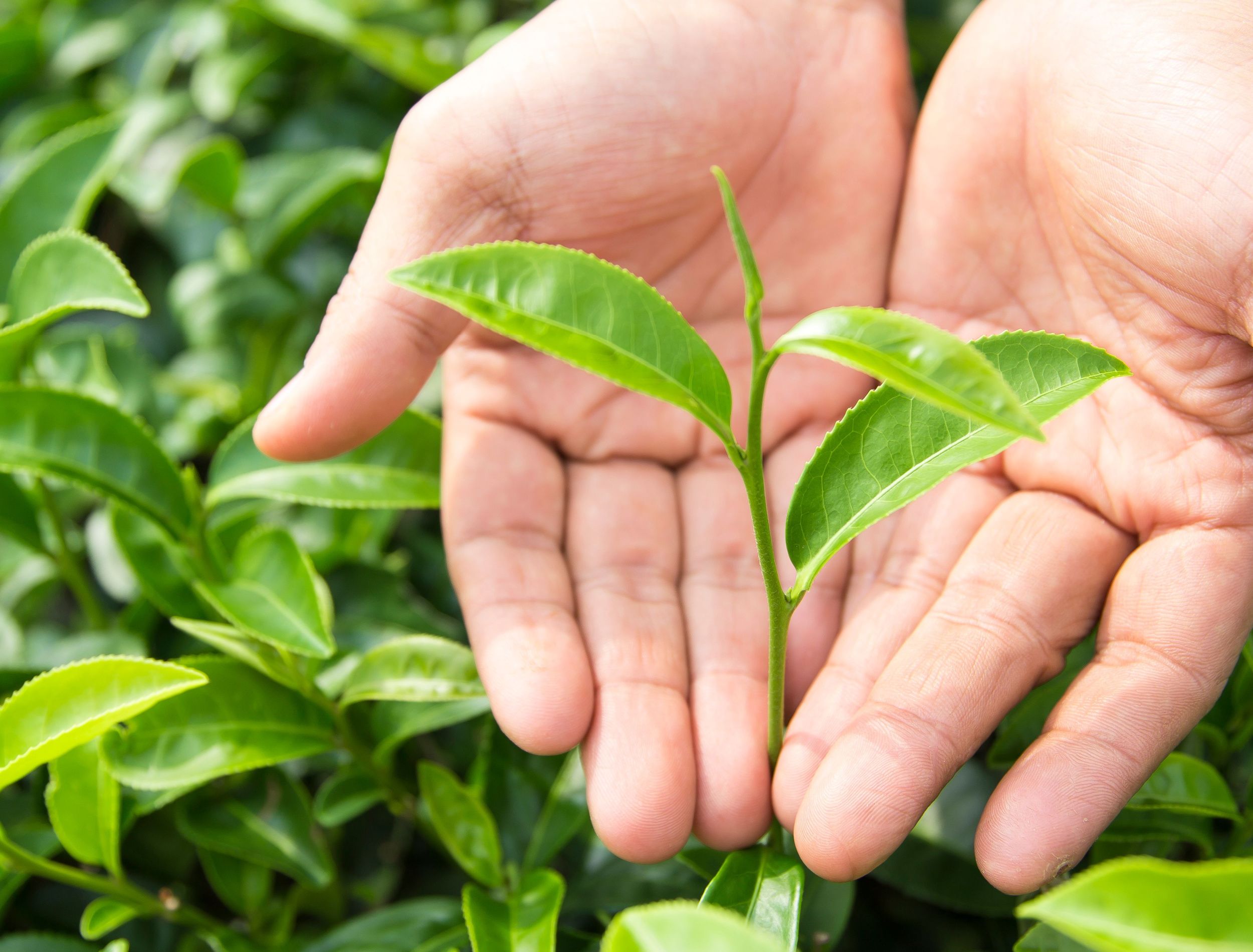Why Your Camellias Aren't Blooming