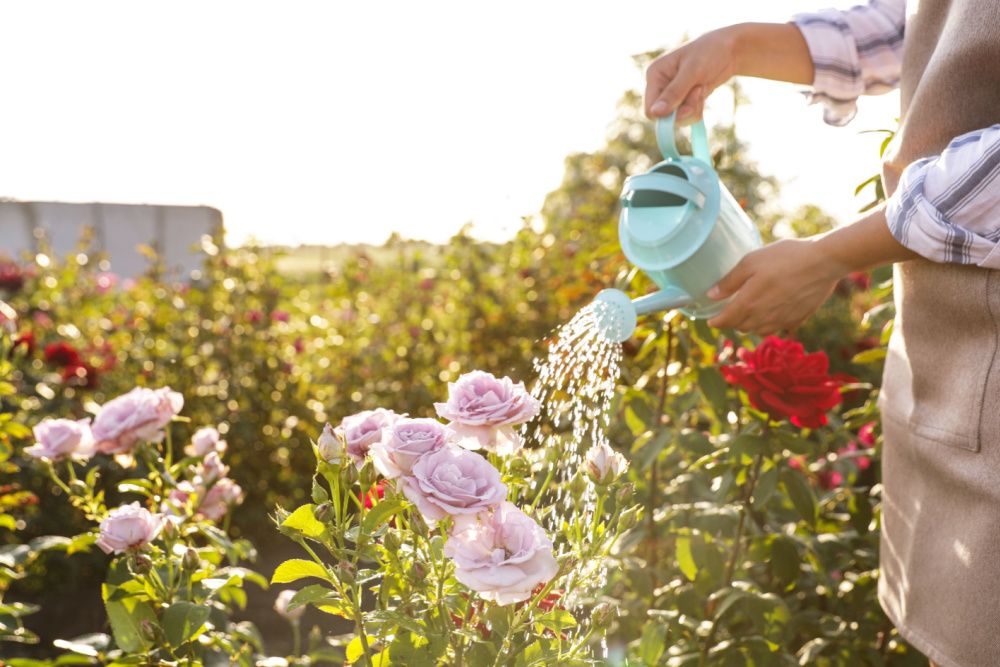How To Treat And Prevent Rose Black Spot How to treat and prevent rose black spot