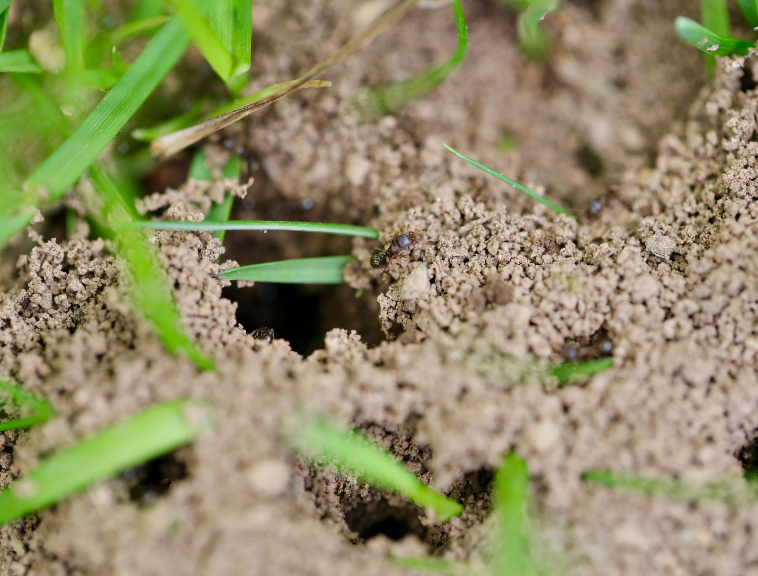 How To Kill Ants In Your Lawn   Shutterstock 1733749781 