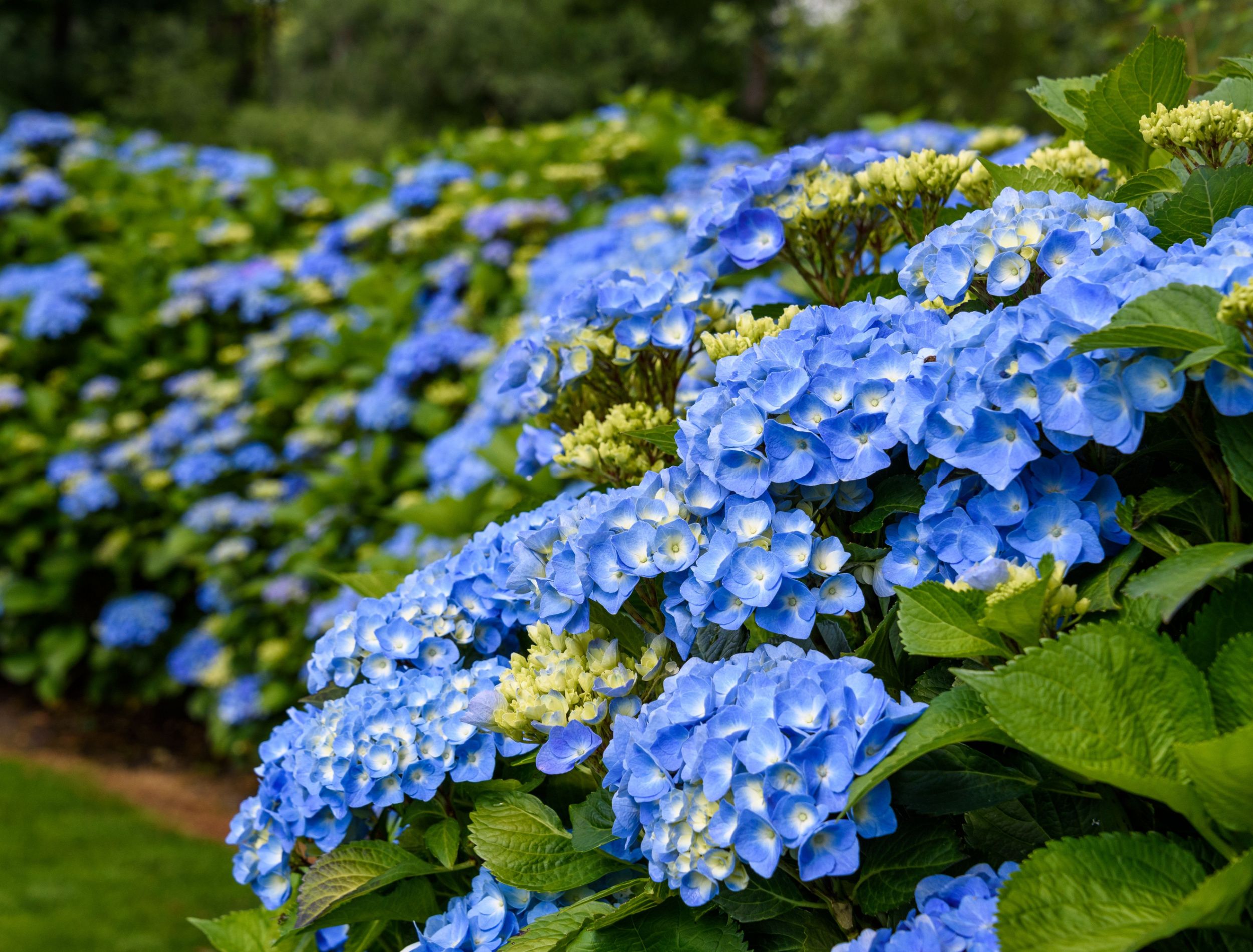 5 Tips for Growing Hydrangeas As Hedges
