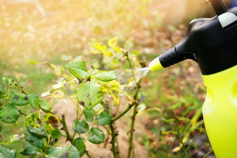 How to Treat and Prevent Rose Black Spot