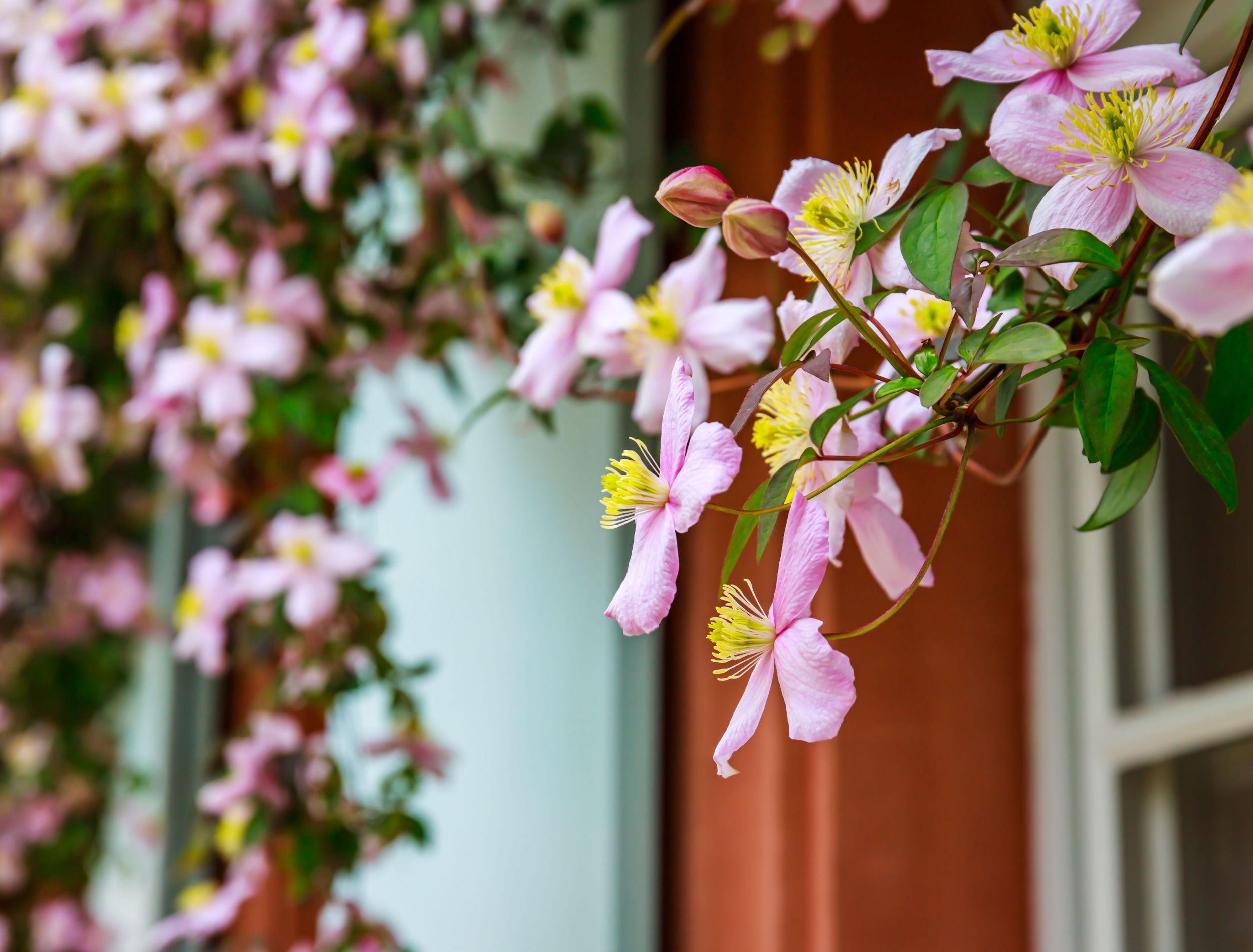 Are Climbing Vines Bad for Your Home?