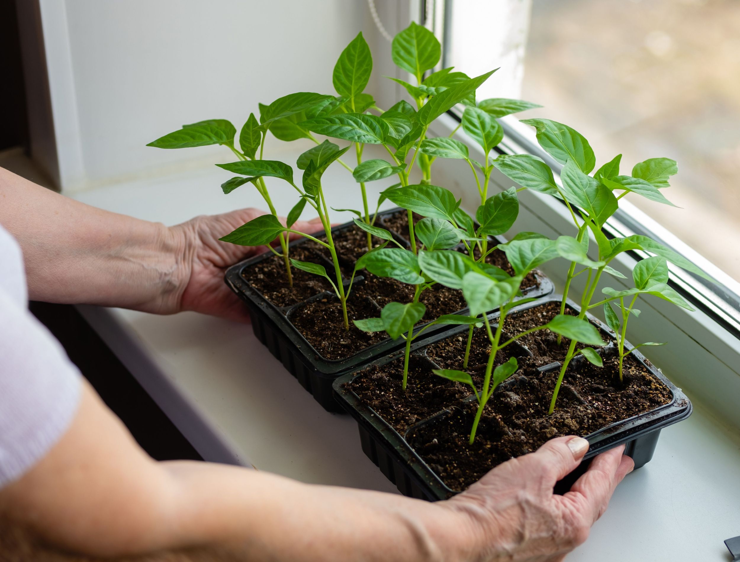 How To Grow Bell Peppers From Bell Peppers