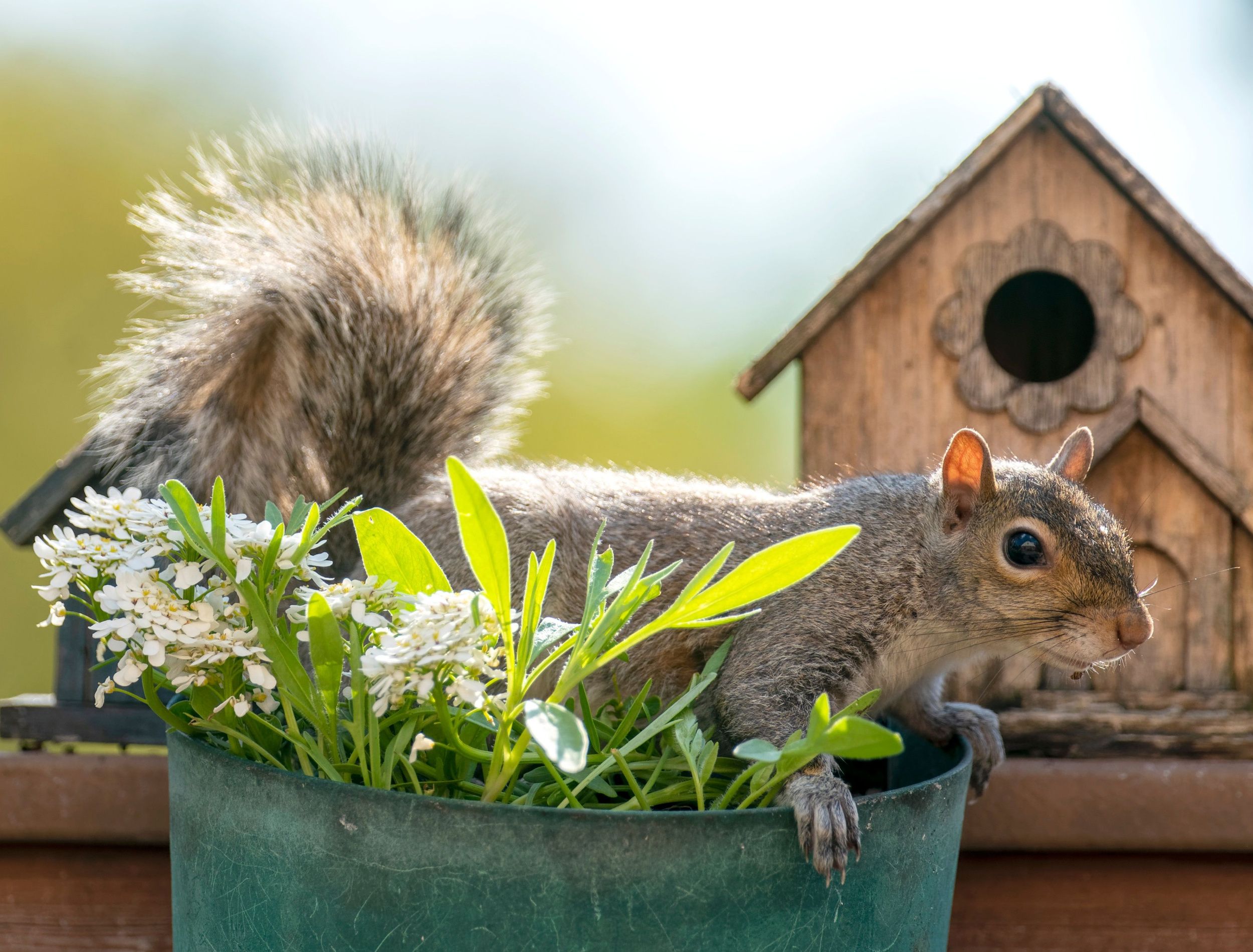 how-to-keep-squirrels-out-of-deck-rail-planters