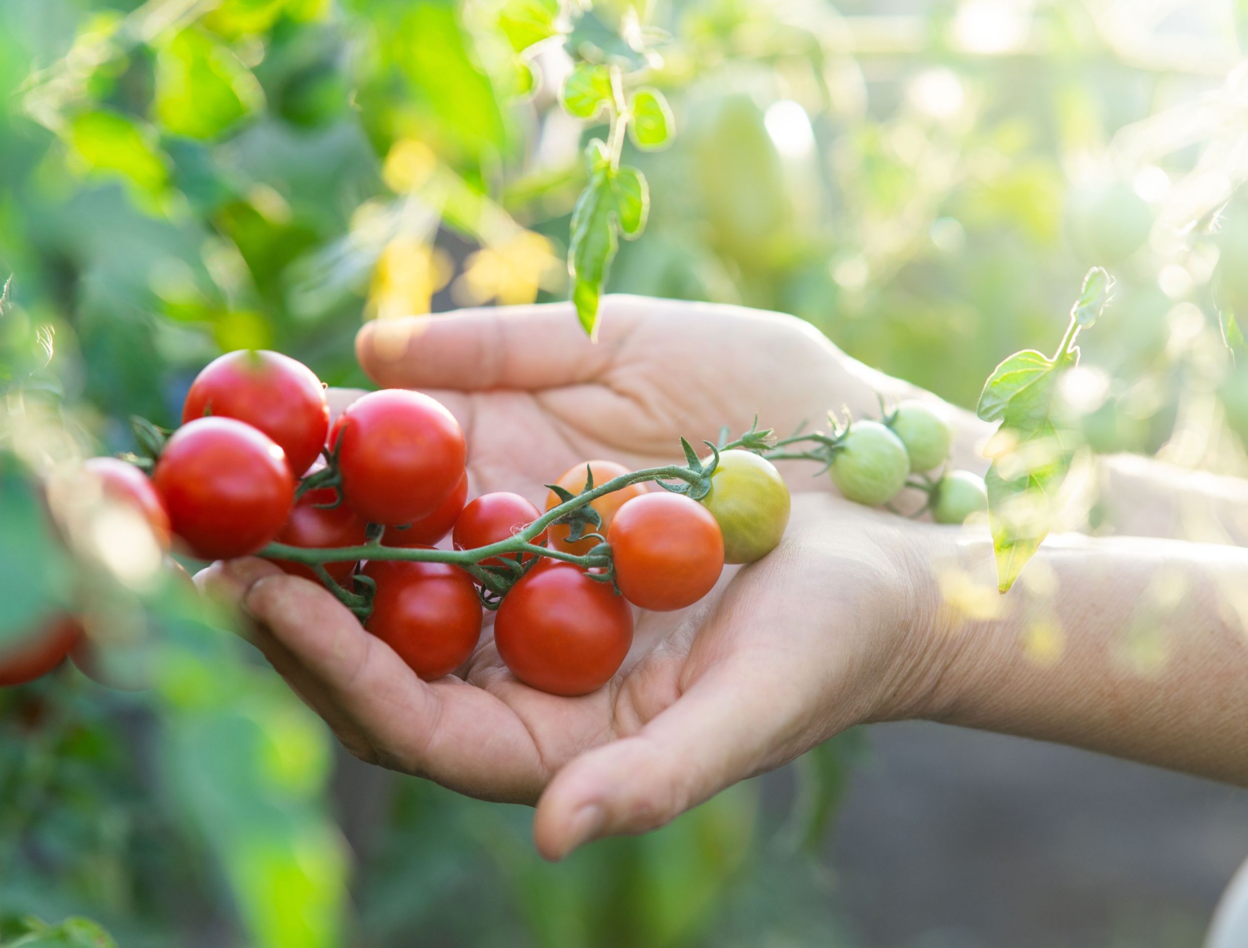 Indeterminate vs Determinate Tomatoes What's the Difference?
