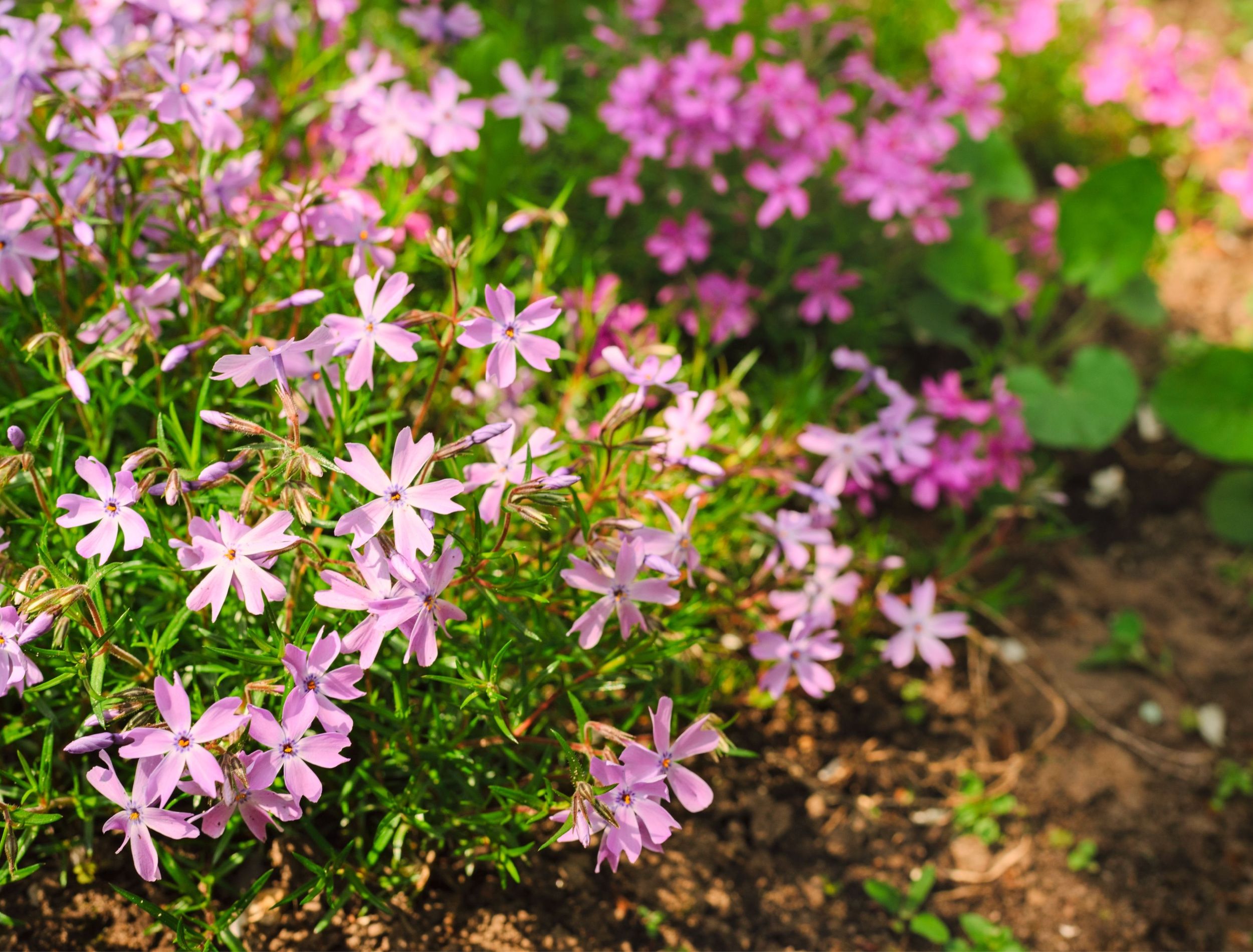 The Best Time to Plant a Ground Cover