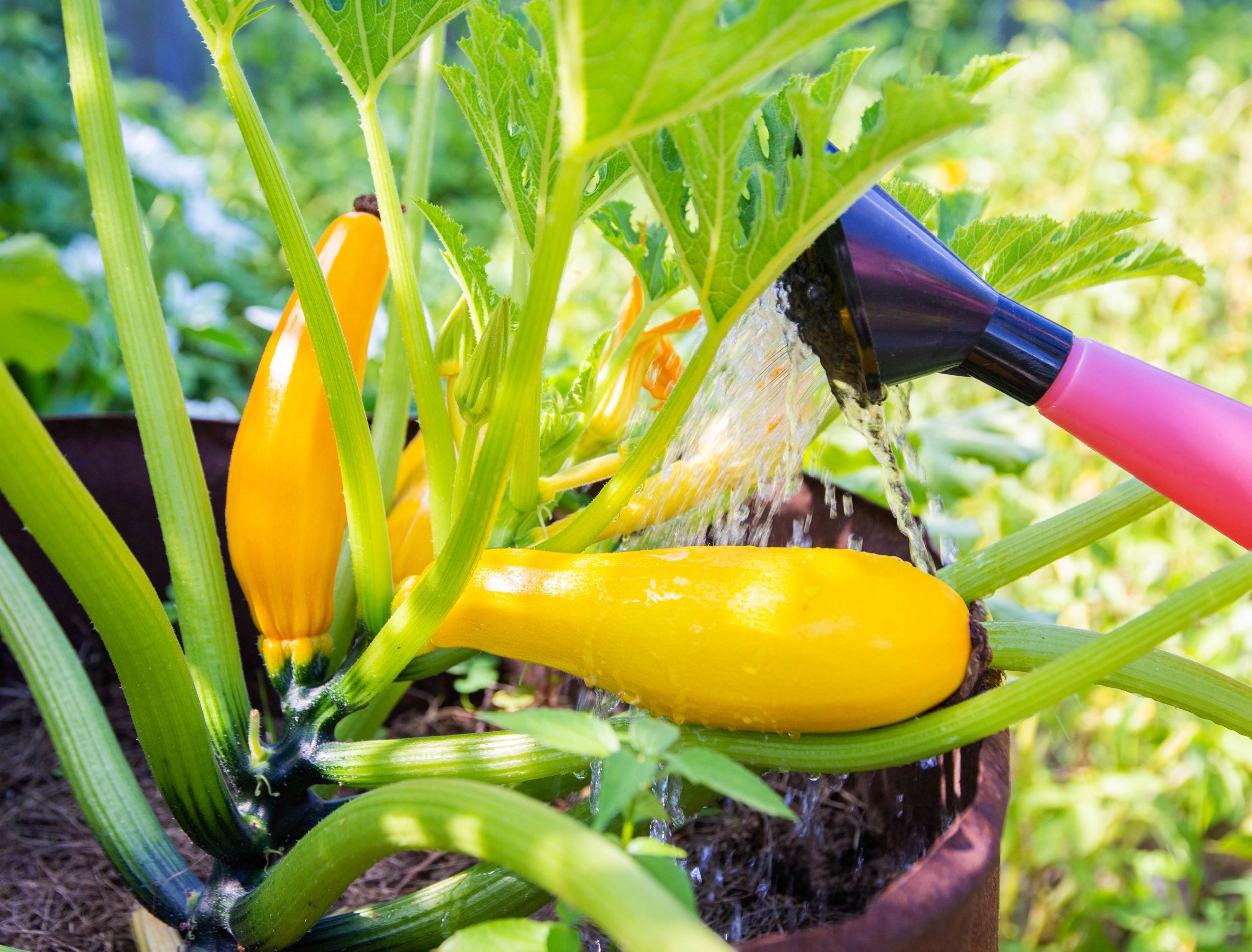 The Best Time to Fertilize Your Vegetable Garden