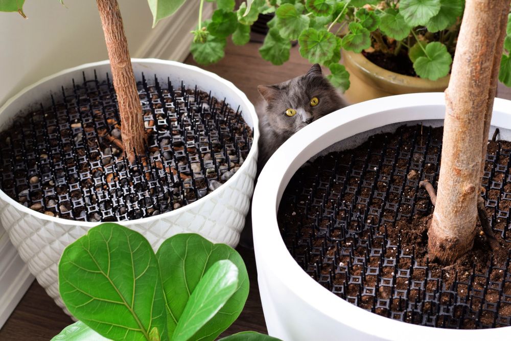 Cat beside houseplants with soil covered with cat repellent spikes