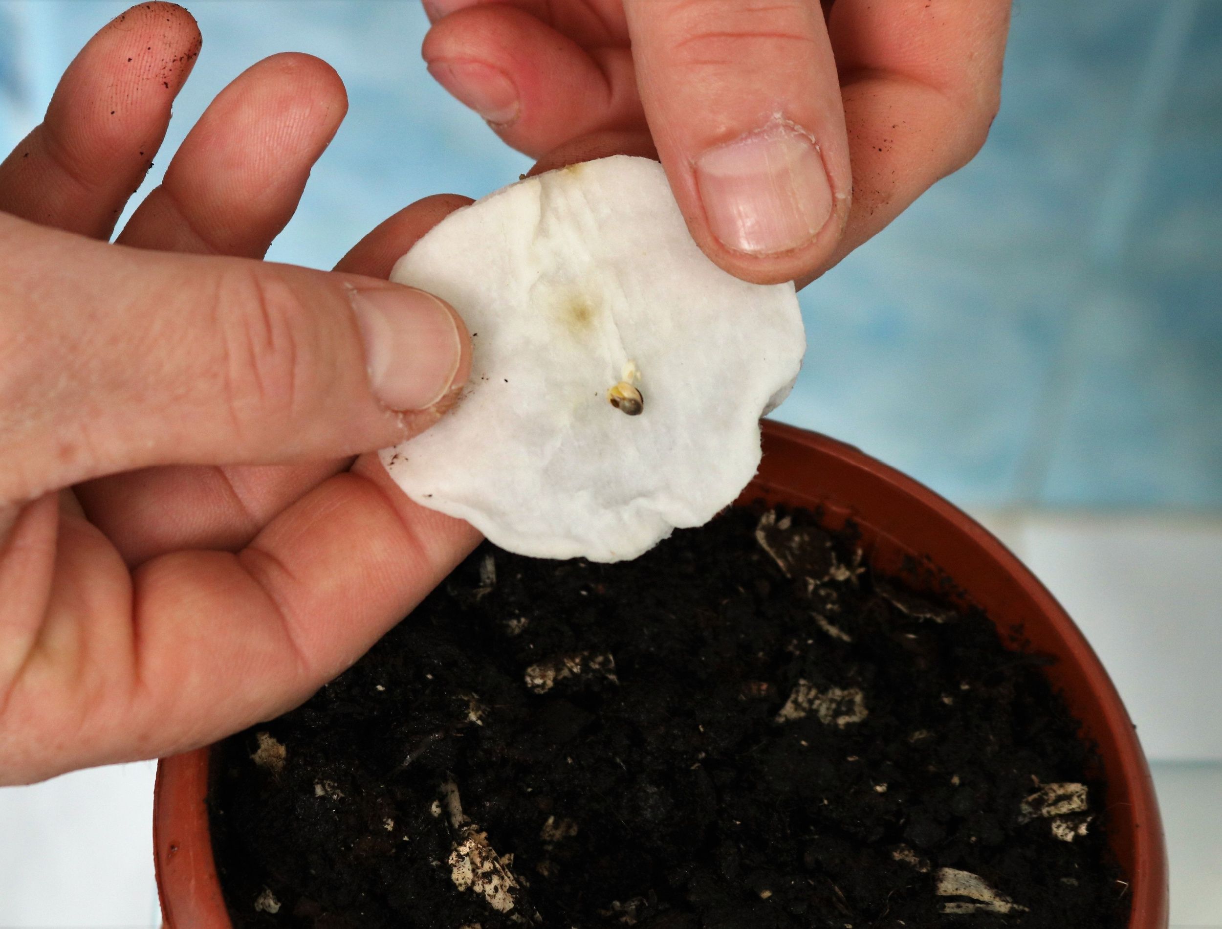 How to Germinate Seeds Using Cotton Balls