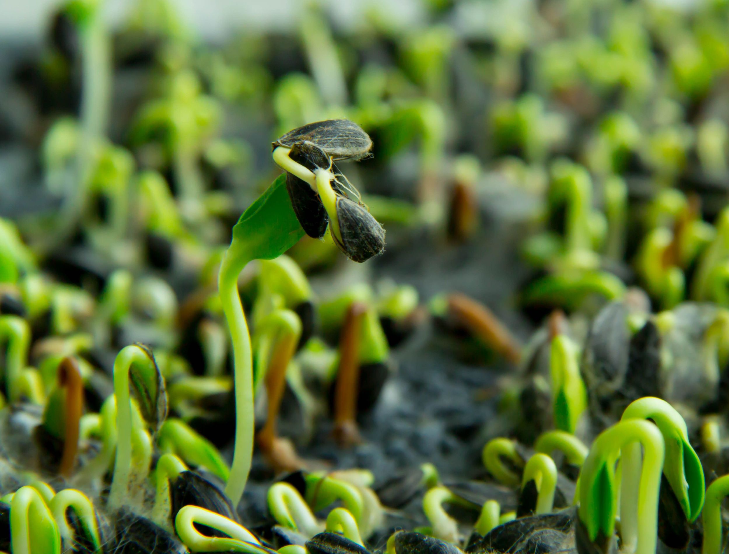 why-mold-is-growing-in-your-seedling-soil