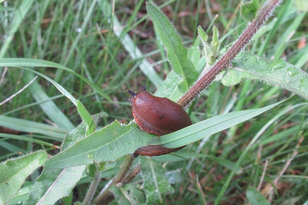 6 Garden Pests That Are Repelled by Coffee Grounds