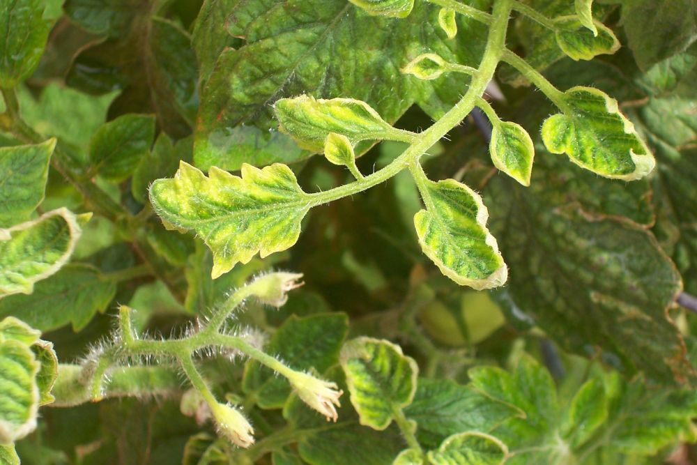 Common Tomato Plant Diseases How To Fix Them