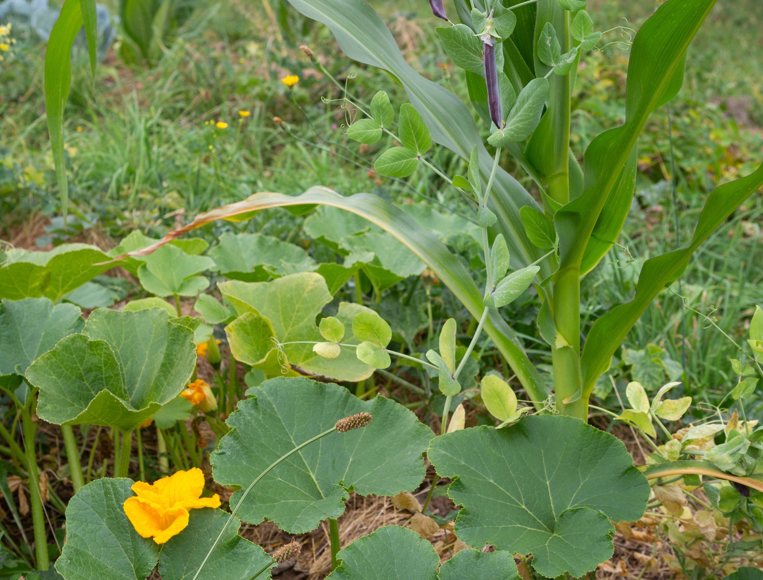 Best Companion Plants For Squash