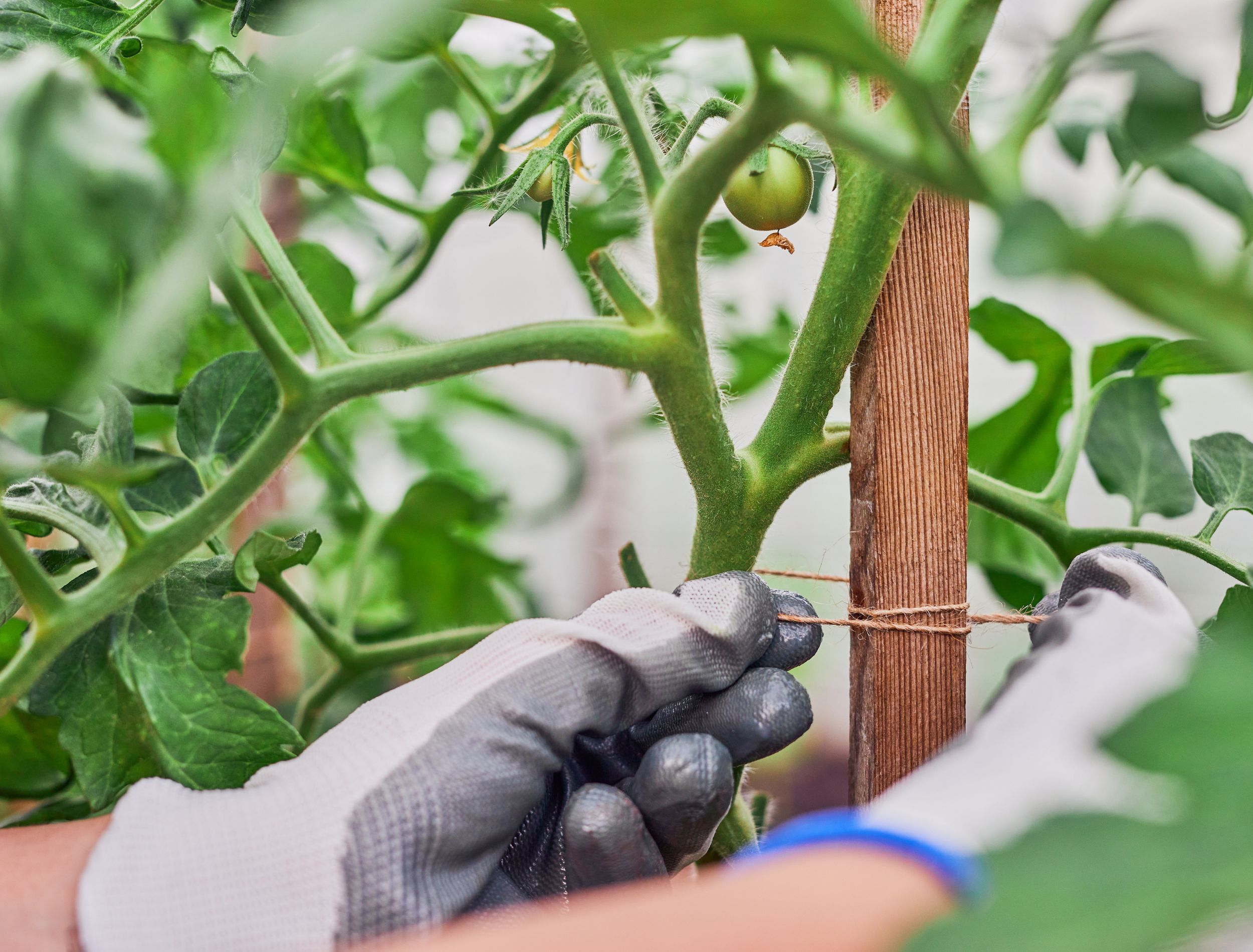 3 Best Ways to Stake Your Tomato Plants