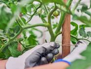 3 Best Ways To Stake Your Tomato Plants