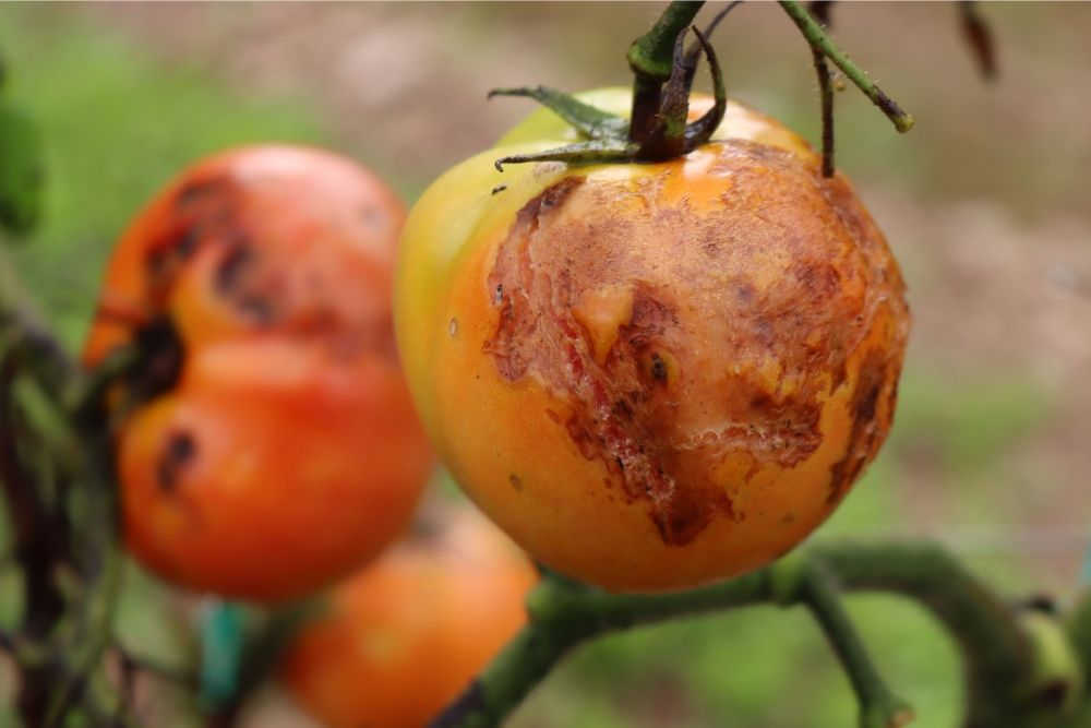 6 Common Tomato Plant Diseases & How to Fix Them