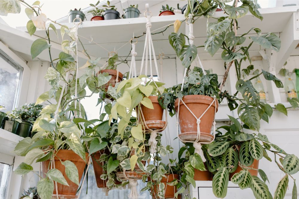 hanging houseplants in terracotta pots