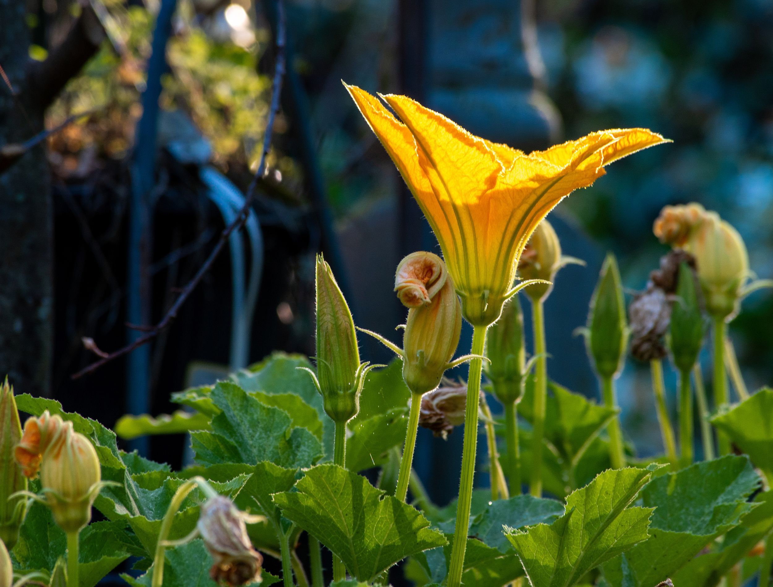 What's the Difference Winter Squash vs Summer Squash?