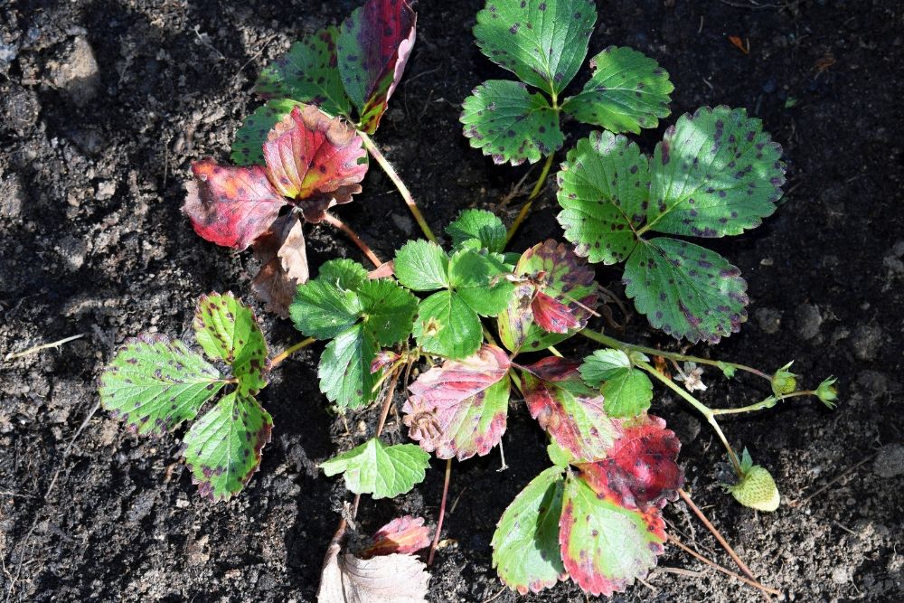 5 Common Strawberry Diseases & How to Fix Them