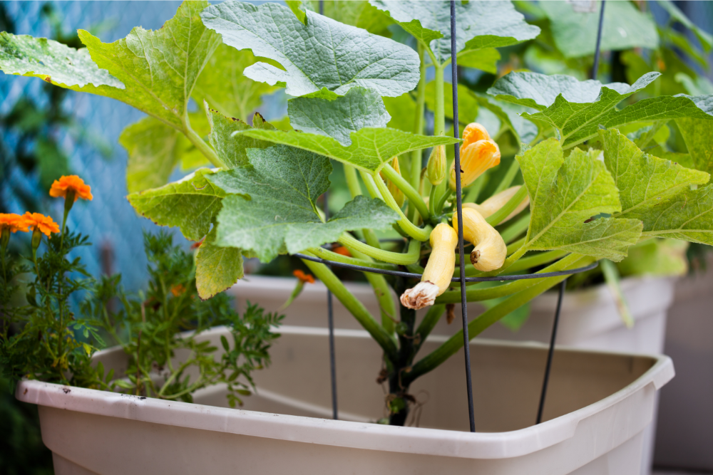 How often should you water your squash plants 
