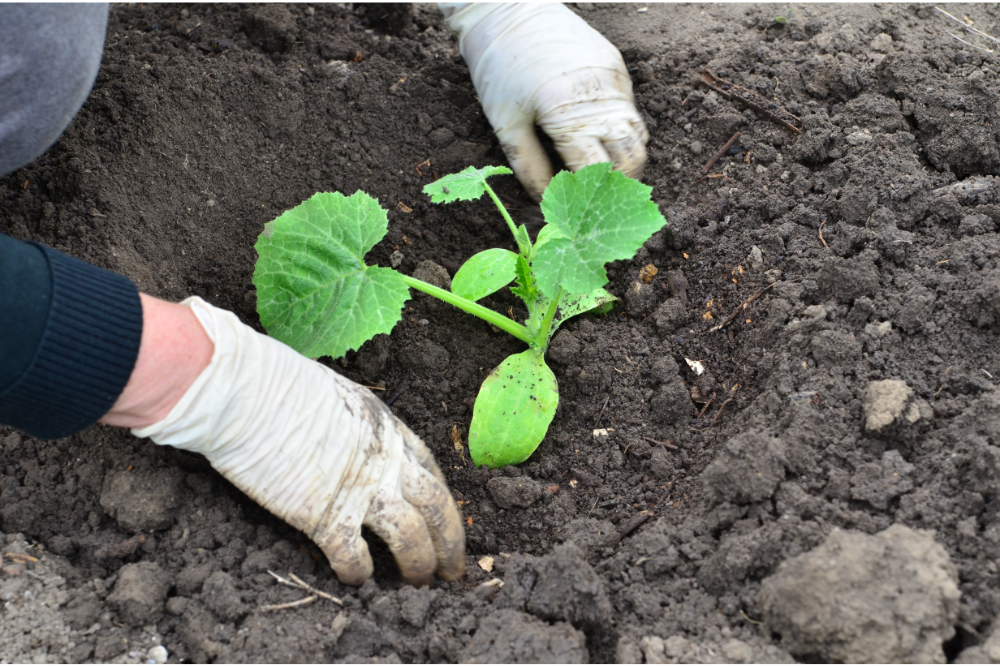 How Far Apart Should You Plant Cucumber Plants?