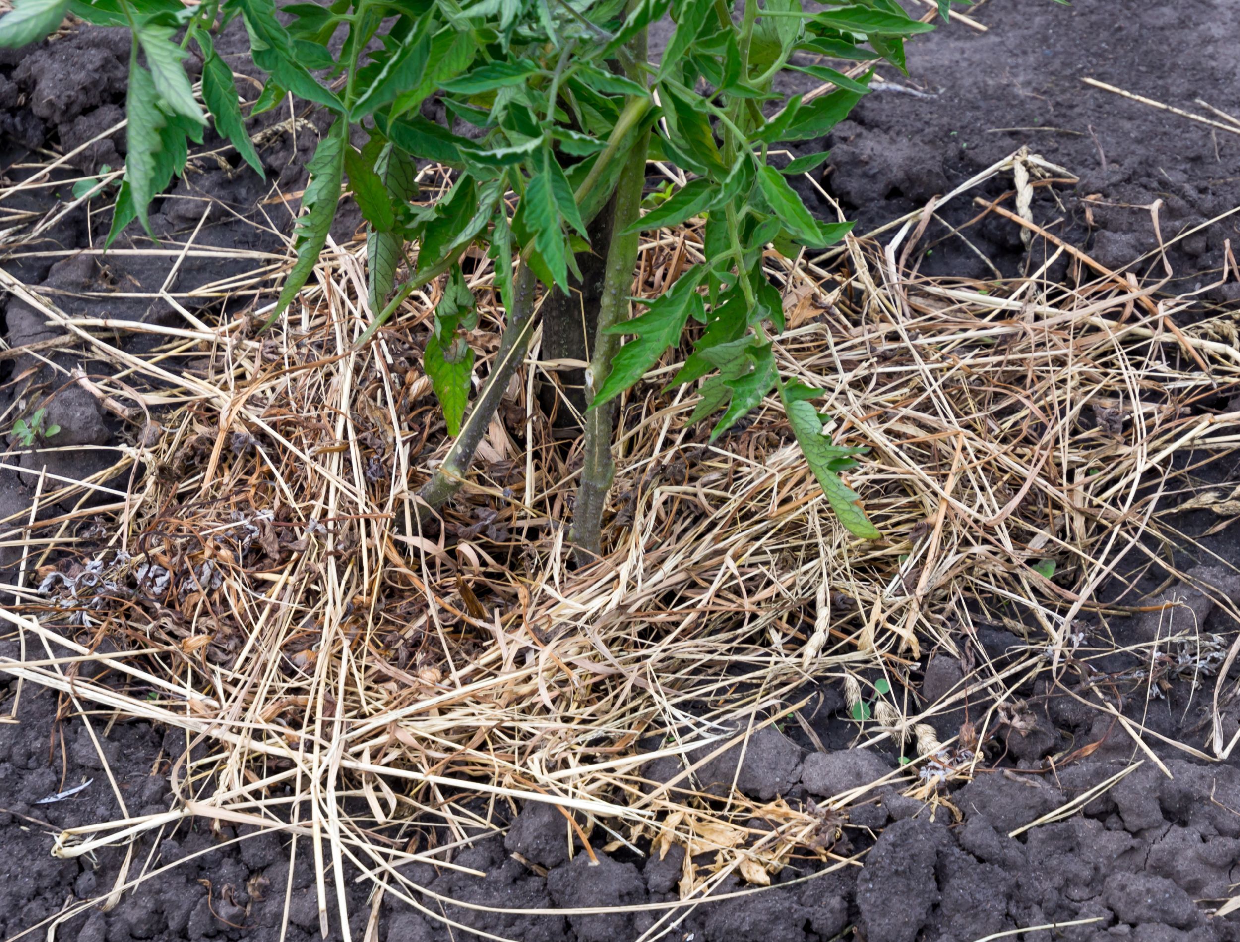 The Best Mulch For Your Tomato Plants