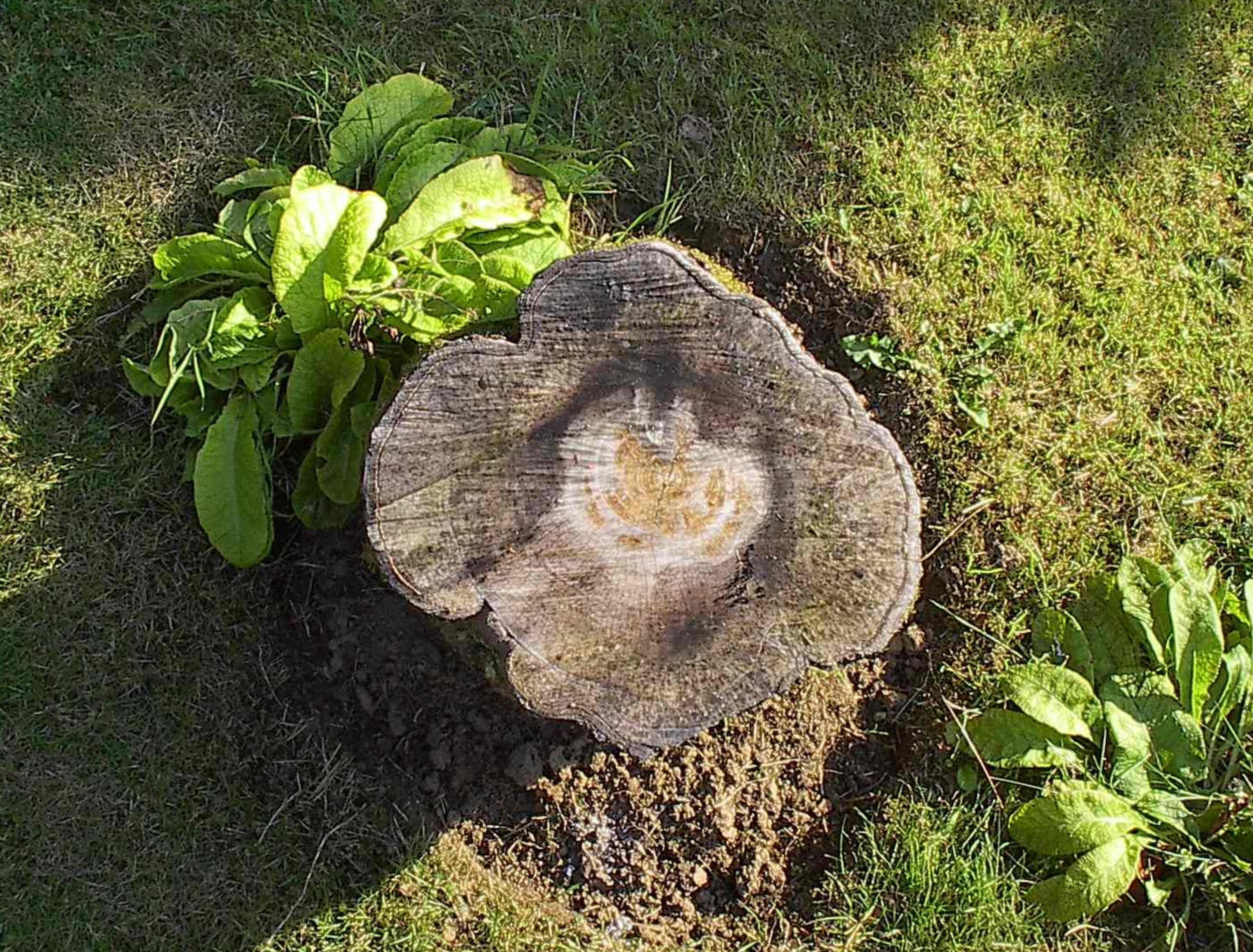 How to use epsom salt to kill a tree stump
