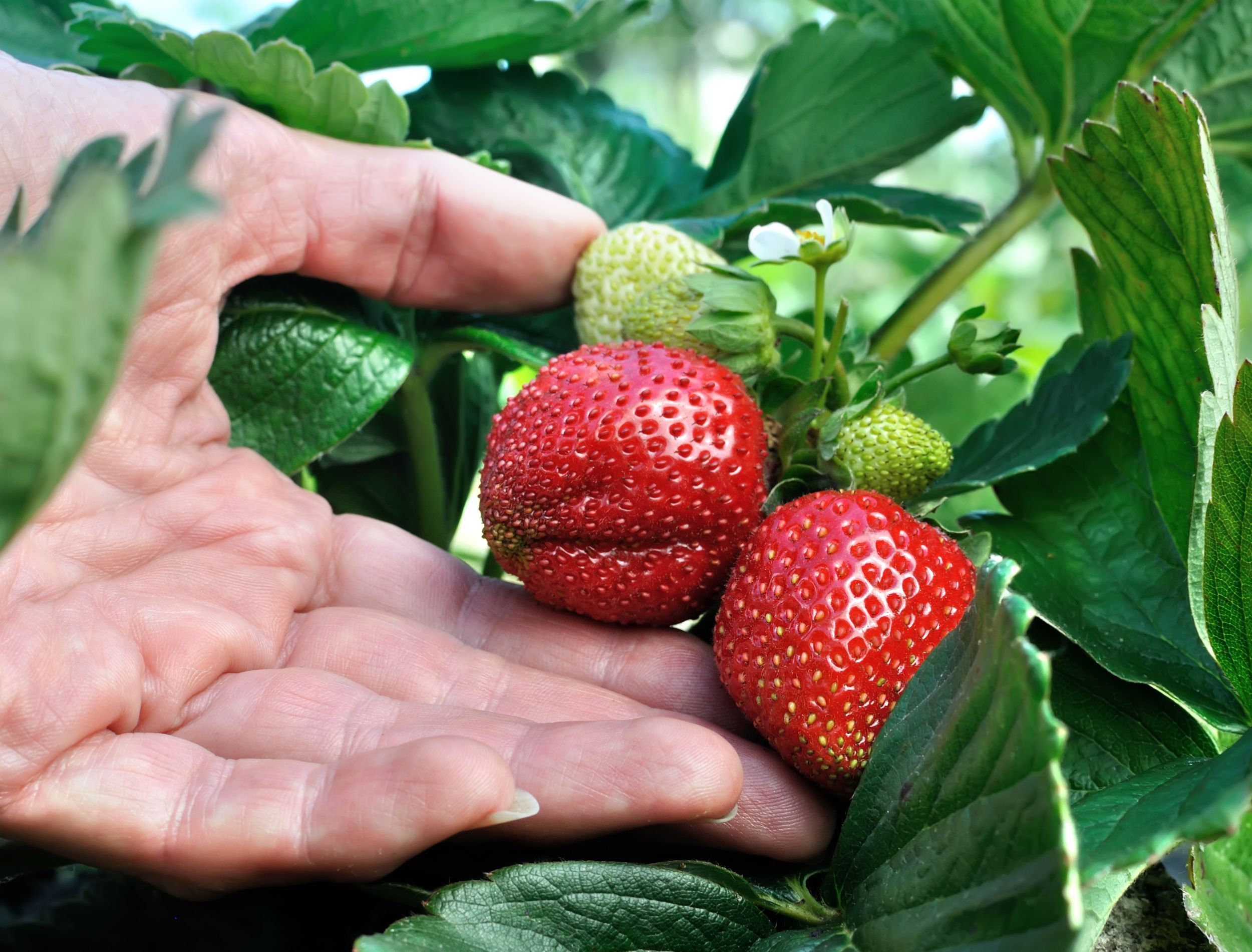 How to Grow Strawberries From Strawberries