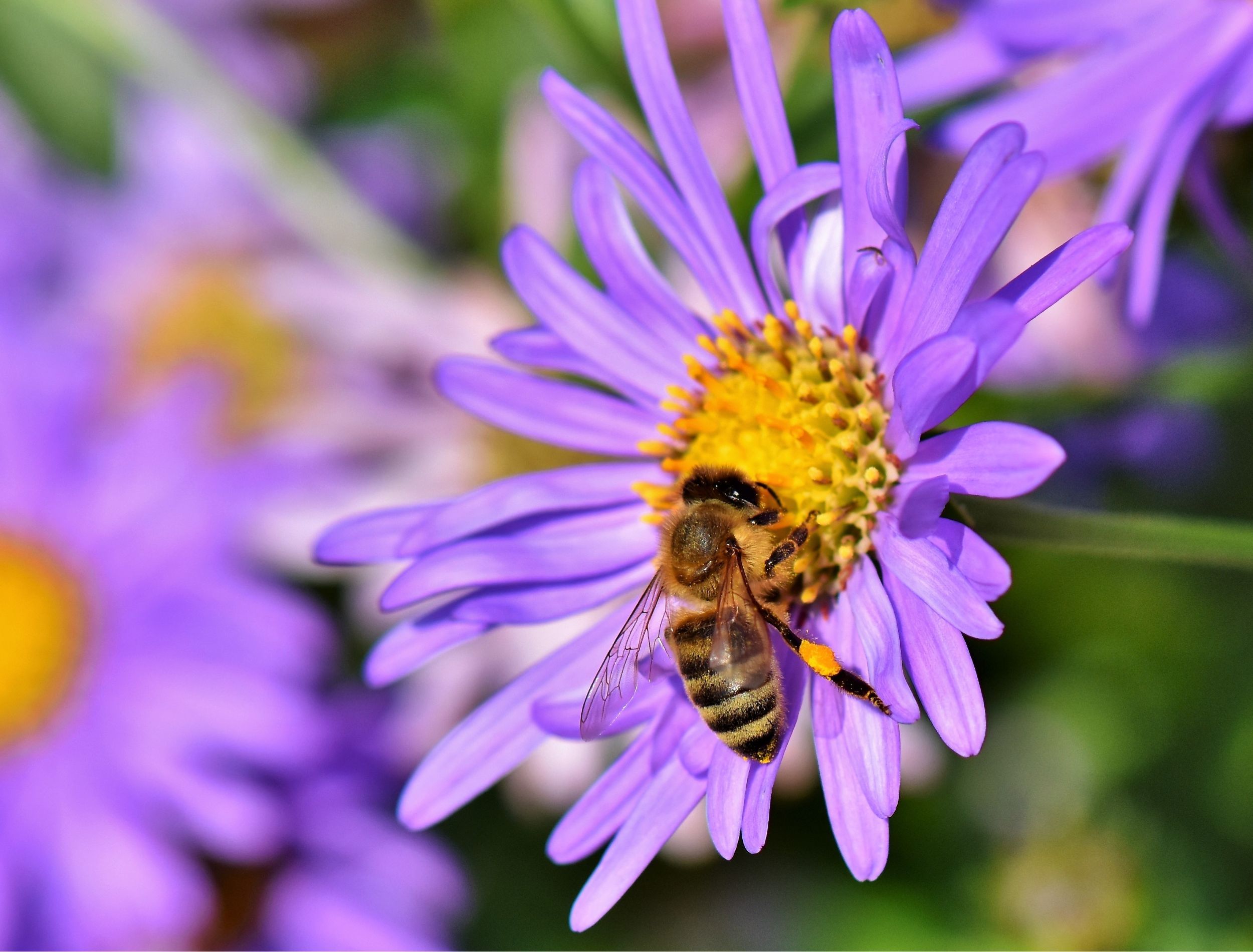 8 Tips for Planting a Bee Garden at Home