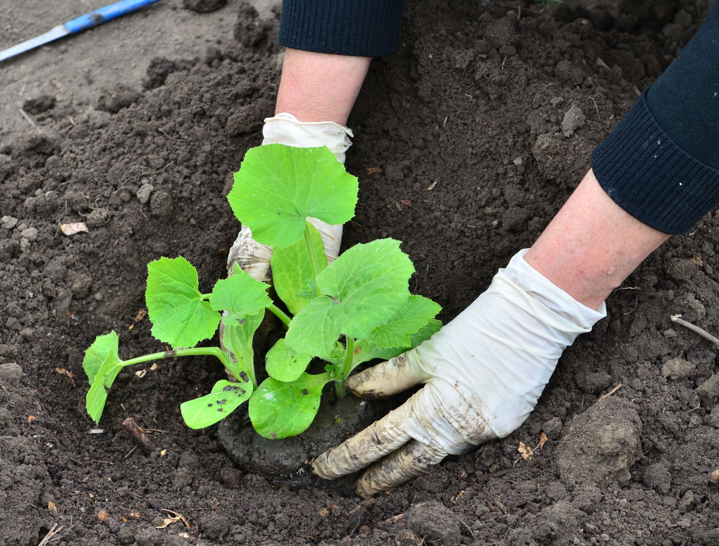 Why You Should Add Coffee Grounds to Your Cucumber Plants