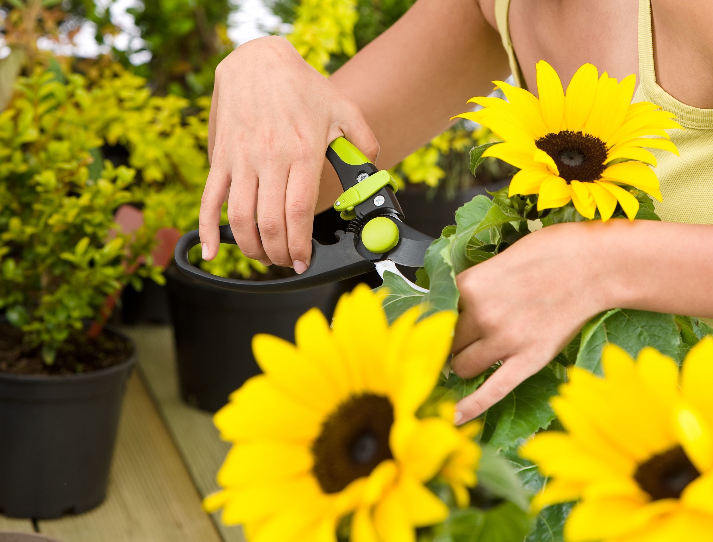 5 Best Sunflowers to Grow in Your Garden