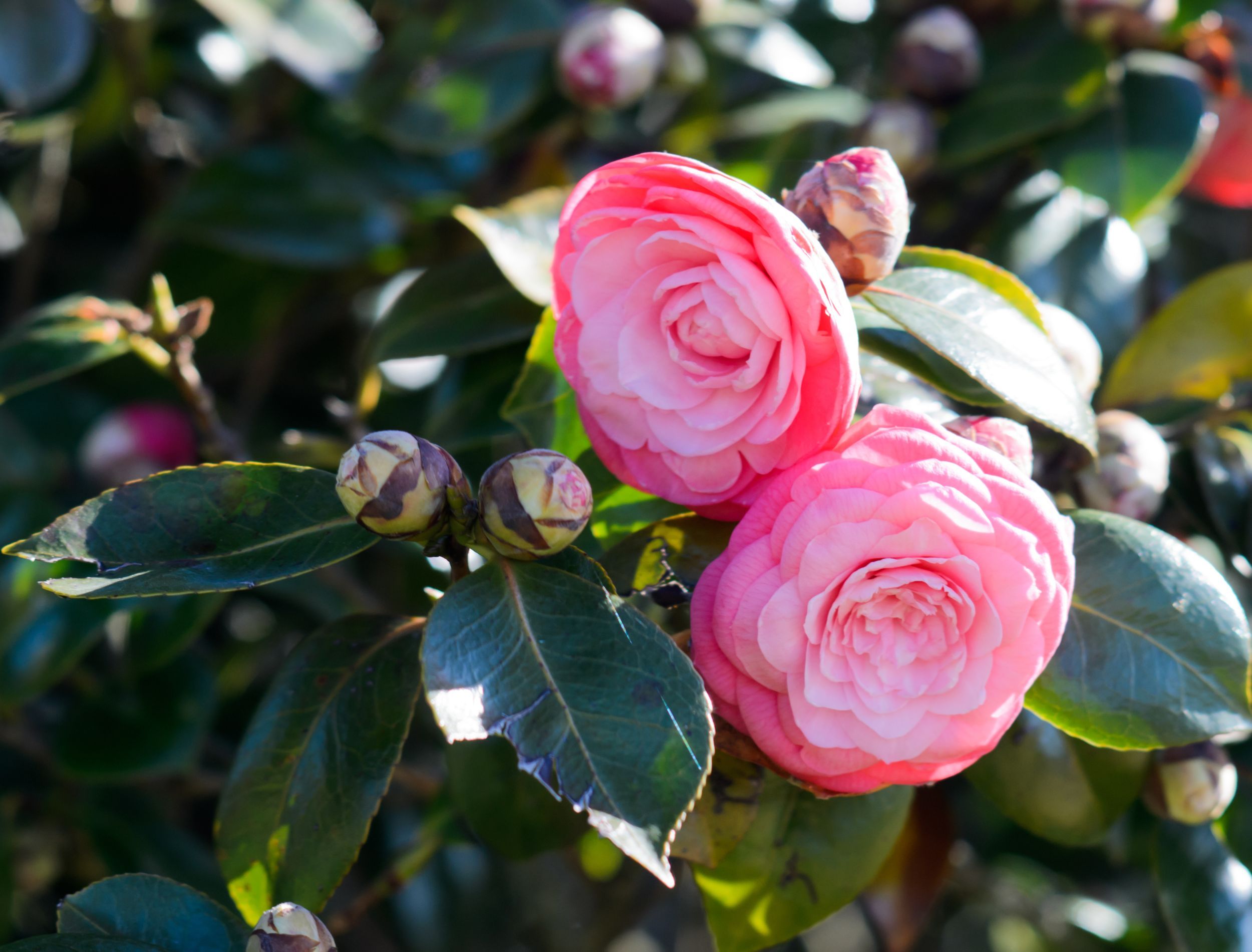 When to Fertilize Your Camellias for the Best Blooms