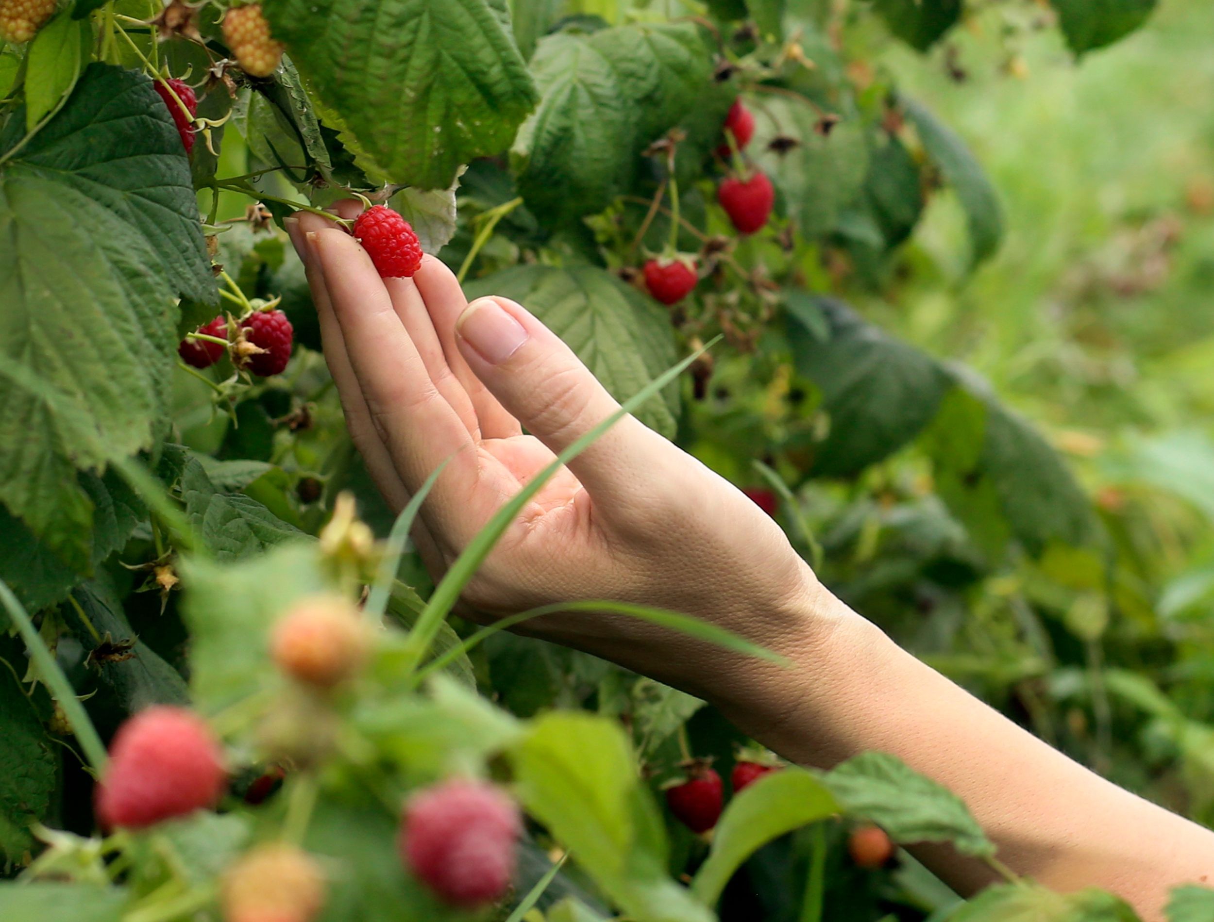 5 Perennials That Grow in Zone 5