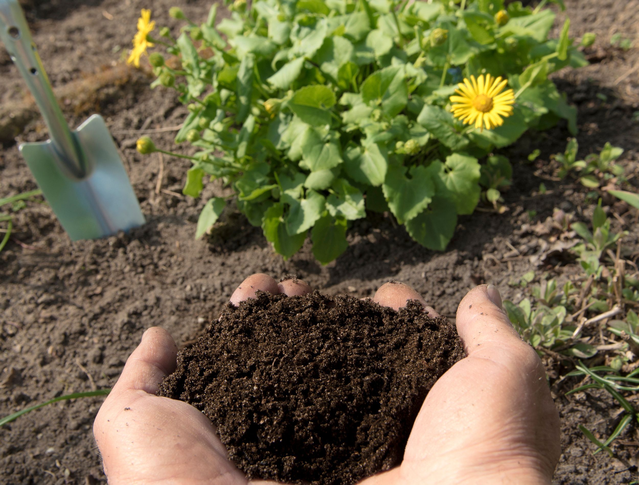 How to Use Compost in Your Garden